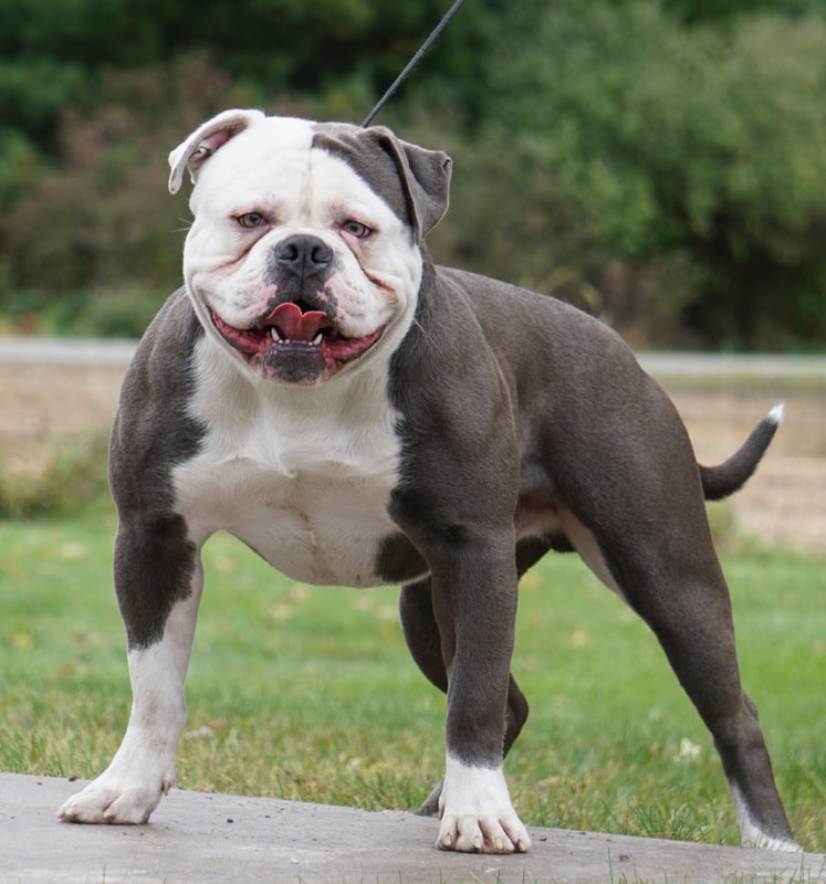 Large american bulldog breeders online